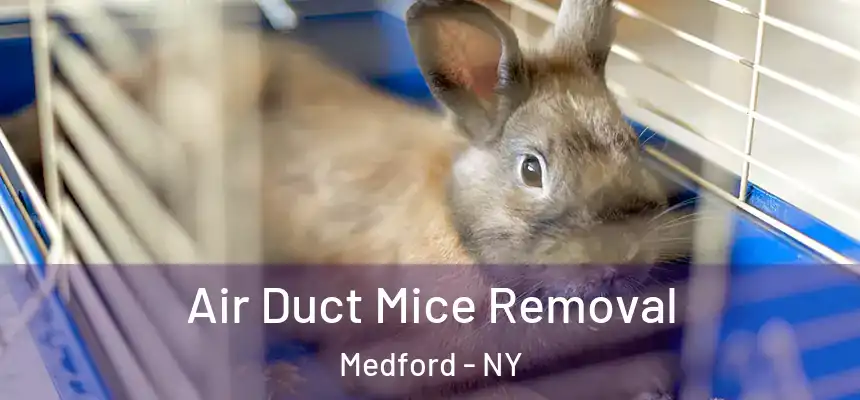 Air Duct Mice Removal Medford - NY